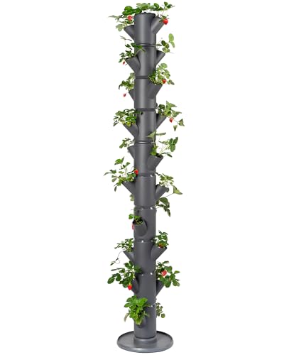 Gusta Garden Sissi Strawberry Erdbeerbaum...