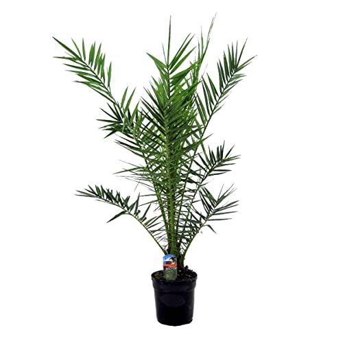Bloomique - Phoenix Canariensis - Kanarische...