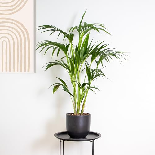 Bloomique - Howea Forsteriana - Kentia Palme...