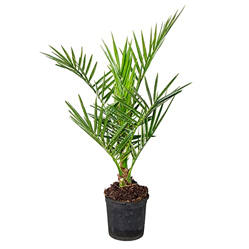 Bloomique - Phoenix Canariensis - Kanarische...
