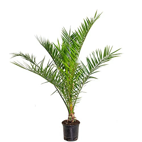 Bloomique - Phoenix Canariensis - Kanarische...