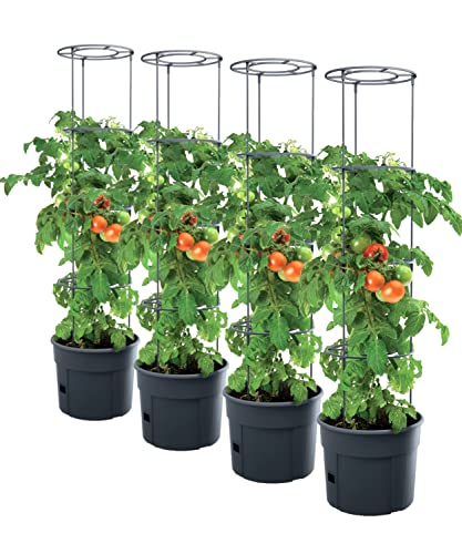 4X Tomatenpflanze Pflanzkübel - 392 x 1530...