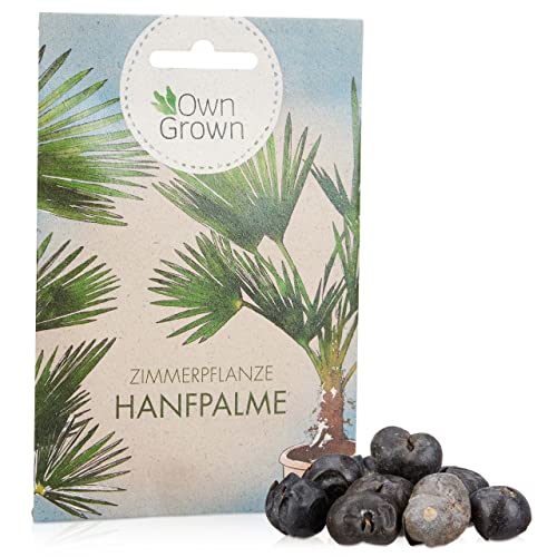 Chinesische Hanfpalme Saatgut: Palmen Samen...