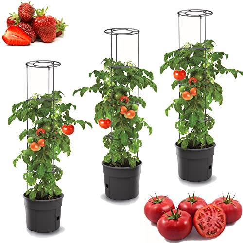 botle 3X Tomatenpflanze Blumentopf für...