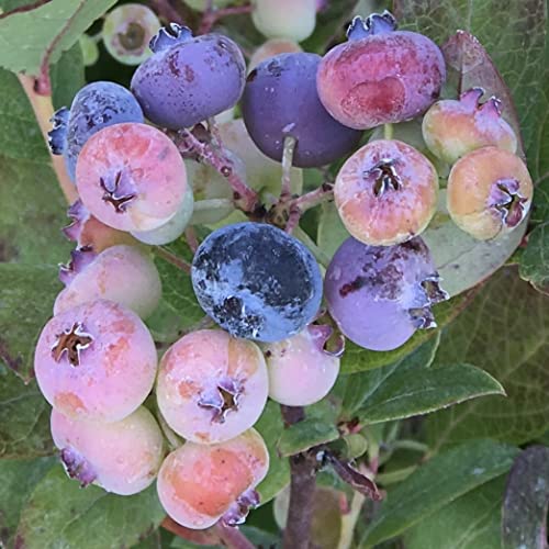 Heidelbeere Bluecrop - Vaccinium corymbosum 2...
