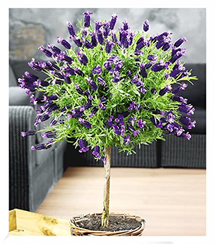 BALDUR Garten 1x Lavendelstämmchen mit...