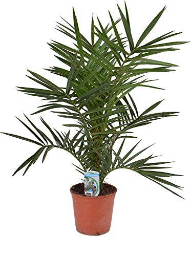 Kanarische Dattelpalme 60 cm - Phoenix...