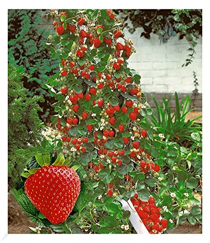 BALDUR Garten Kletter-Erdbeere 'Hummi®', 3...