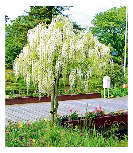 BALDUR Garten Weißes Blauregen-Stämmchen...