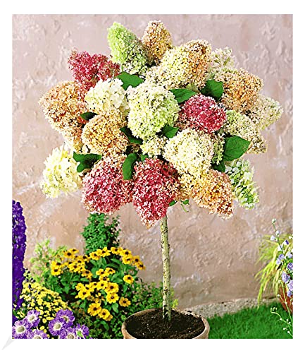 BALDUR Garten 1x Hortensien-Stämmchen...