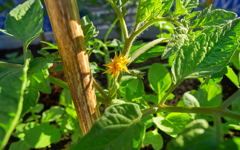 Die 9 besten Hochbeete für Tomaten GARTENGURUS