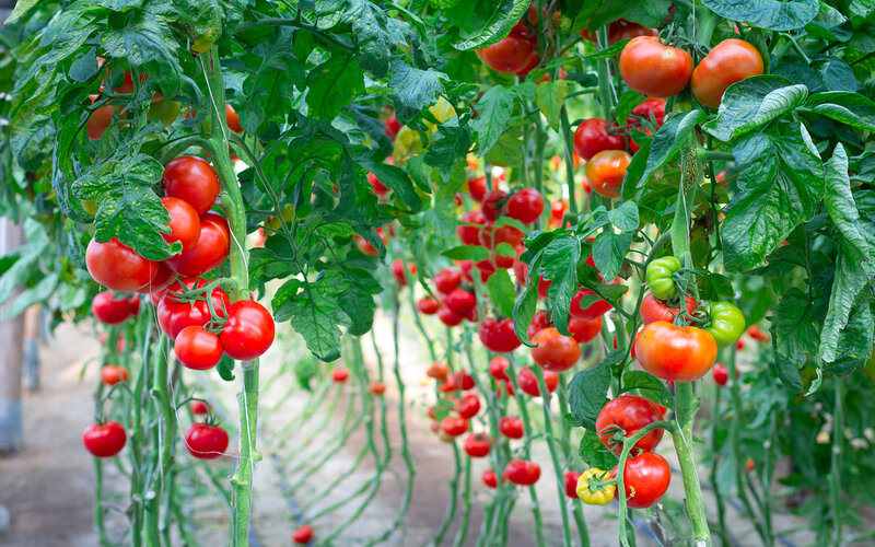 Die 9 besten Gewächshäuser für Tomaten GARTENGURUS
