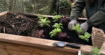 Hochbeet aus Holz wird mit Salat- und Kräuterjungpflanzen bepflanzt